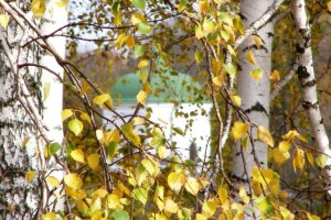 Дворец Тарновских, Качановка